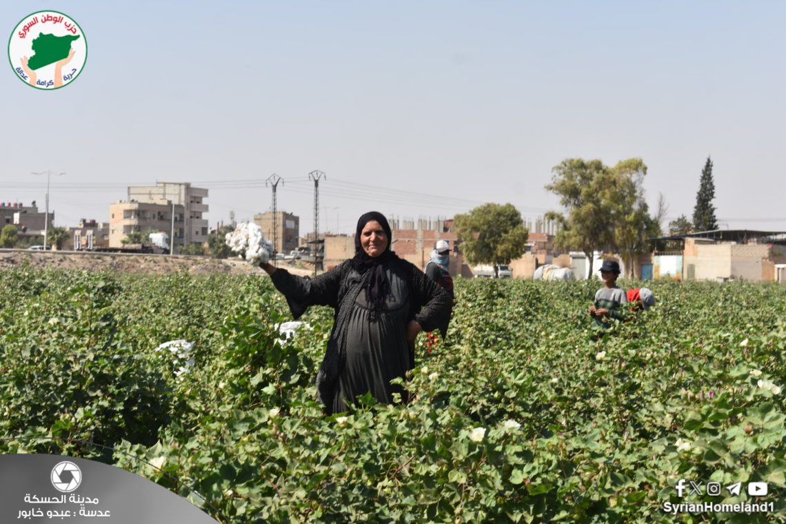 عدسة الوطن – مدينة الحسكة