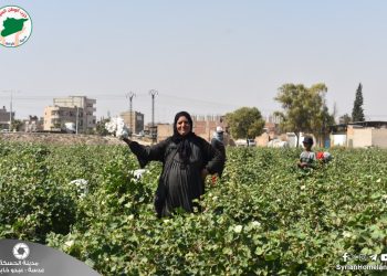 عدسة الوطن – مدينة الحسكة