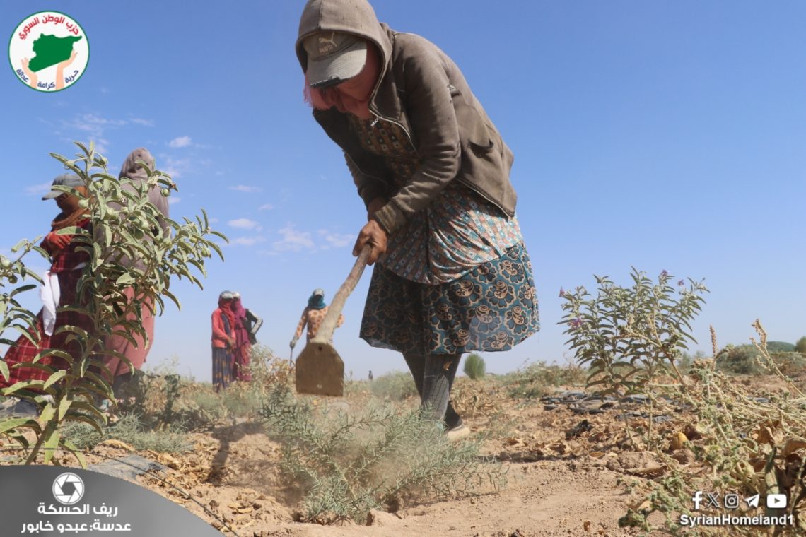 عدسة الوطن – ريف الحسكة