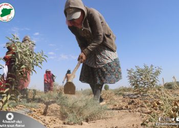 عدسة الوطن – ريف الحسكة