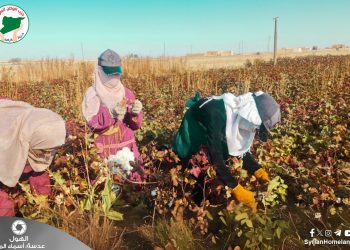 عدسة الوطن – الحسكة – الهول