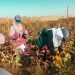 عدسة الوطن – الحسكة – الهول