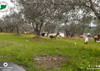 عدسة الوطن – الساحل السوري – ريف جبلة