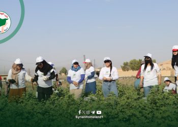 نساء الوطن في حقول قطاف القطن دعماً للمرأة الريفية