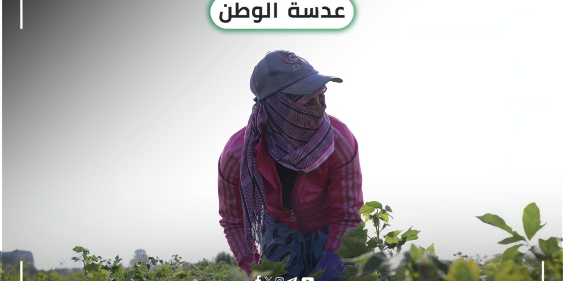 عدسة الوطن – امرأة في حقول القطن