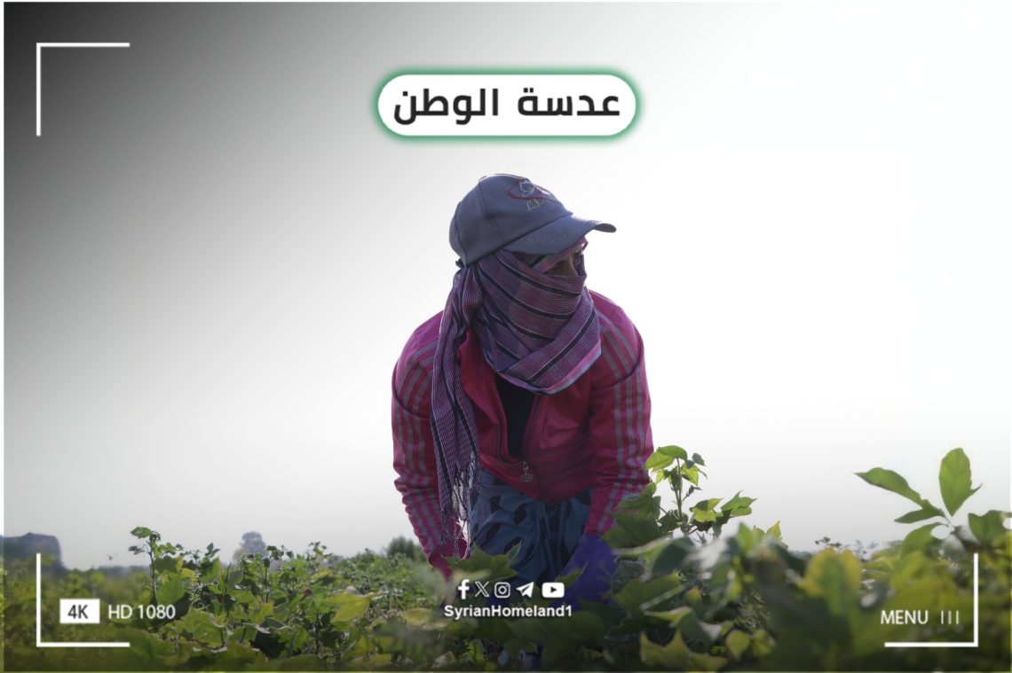 عدسة الوطن – امرأة في حقول القطن